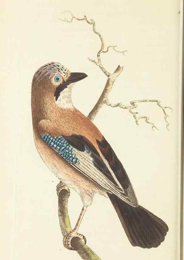 Reproducción/Reproduction 30197255624: The naturalist's miscellany, or Coloured figures of natural objects. London :Printed for Nodder & Co.,1789-1813