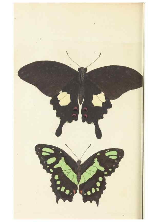 Reproducción/Reproduction 30197257974: The naturalist's miscellany, or Coloured figures of natural objects. London :Printed for Nodder & Co.,1789-1813