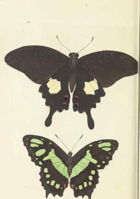 Reproducción/Reproduction 30197257974: The naturalist's miscellany, or Coloured figures of natural objects. London :Printed for Nodder & Co.,1789-1813