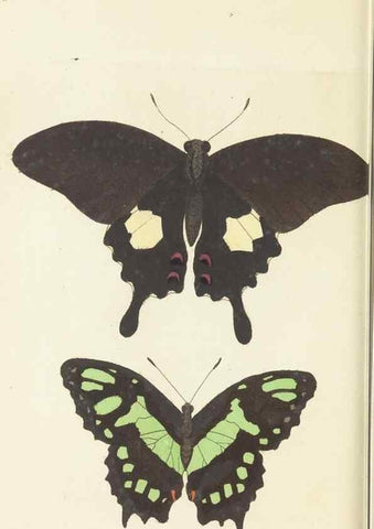 Reproducción/Reproduction 30197257974: The naturalist's miscellany, or Coloured figures of natural objects. London :Printed for Nodder & Co.,1789-1813