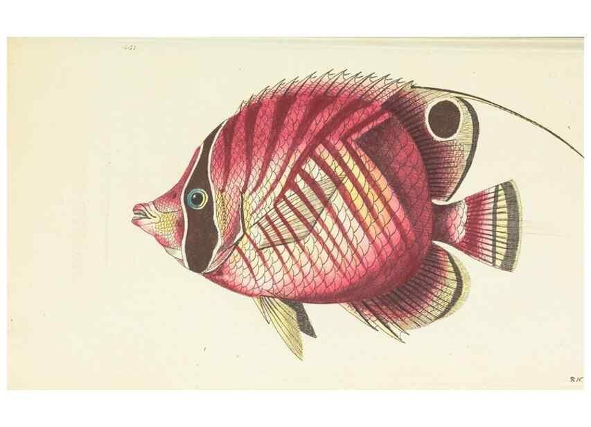 Reproducción/Reproduction 30194004173: The naturalist's miscellany, or Coloured figures of natural objects. London :Printed for Nodder & Co.,1789-1813