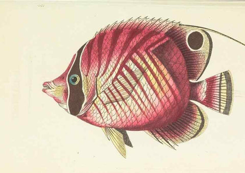 Reproducción/Reproduction 30194004173: The naturalist's miscellany, or Coloured figures of natural objects. London :Printed for Nodder & Co.,1789-1813