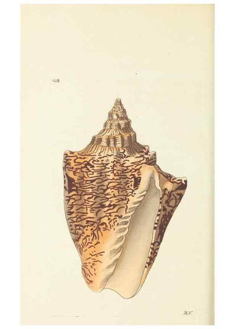 Reproducción/Reproduction 30741126051: The naturalist's miscellany, or Coloured figures of natural objects. London :Printed for Nodder & Co.,1789-1813