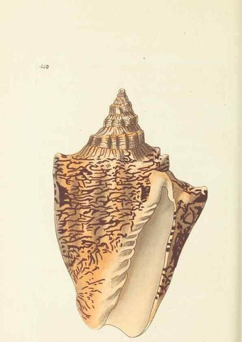 Reproducción/Reproduction 30741126051: The naturalist's miscellany, or Coloured figures of natural objects. London :Printed for Nodder & Co.,1789-1813