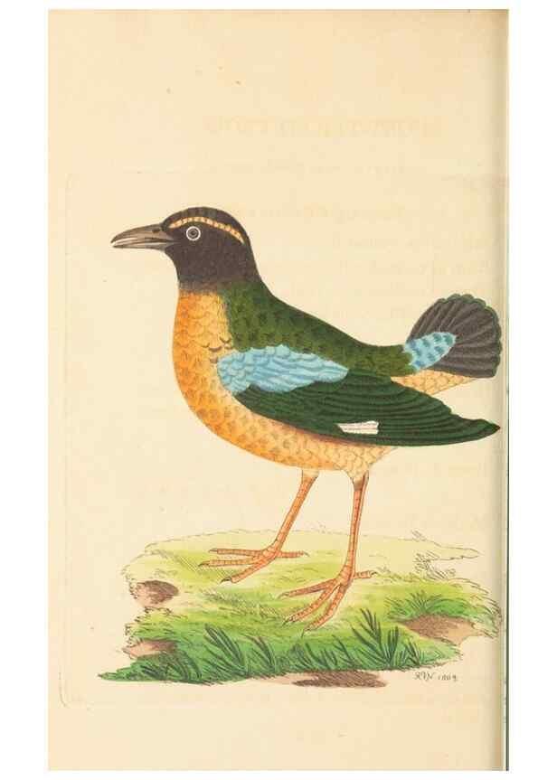 Reproducción/Reproduction 30741129871: The naturalist's miscellany, or Coloured figures of natural objects. London :Printed for Nodder & Co.,1789-1813