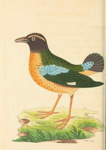 Reproducción/Reproduction 30741129871: The naturalist's miscellany, or Coloured figures of natural objects. London :Printed for Nodder & Co.,1789-1813