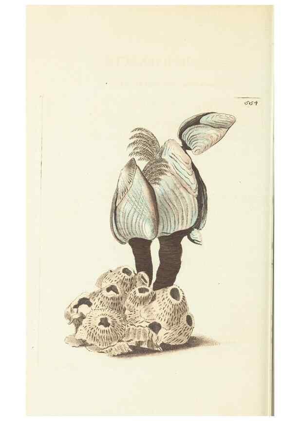 Reproducción/Reproduction 30197266304: The naturalist's miscellany, or Coloured figures of natural objects. London :Printed for Nodder & Co.,1789-1813