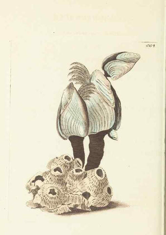 Reproducción/Reproduction 30197266304: The naturalist's miscellany, or Coloured figures of natural objects. London :Printed for Nodder & Co.,1789-1813