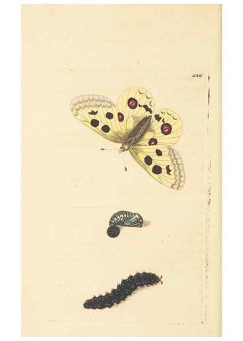 Reproducción/Reproduction 30741137381: The naturalist's miscellany, or Coloured figures of natural objects. London :Printed for Nodder & Co.,1789-1813