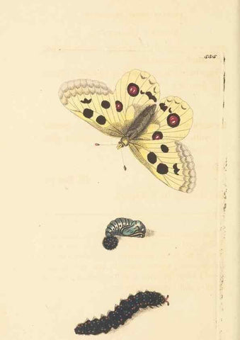 Reproducción/Reproduction 30741137381: The naturalist's miscellany, or Coloured figures of natural objects. London :Printed for Nodder & Co.,1789-1813