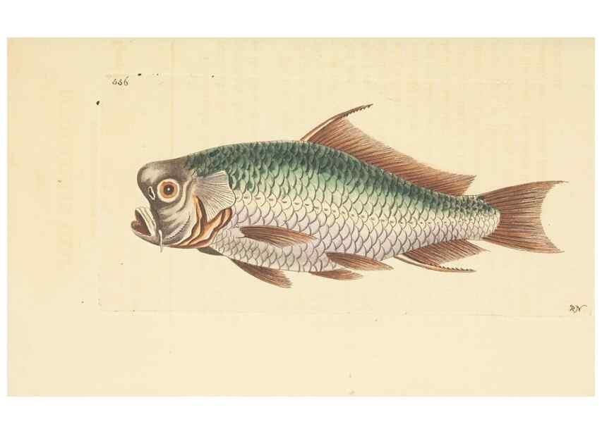Reproducción/Reproduction 30194010873: The naturalist's miscellany, or Coloured figures of natural objects. London :Printed for Nodder & Co.,1789-1813