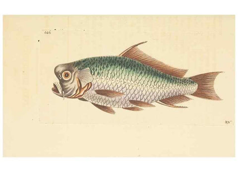Reproducción/Reproduction 30194010873: The naturalist's miscellany, or Coloured figures of natural objects. London :Printed for Nodder & Co.,1789-1813