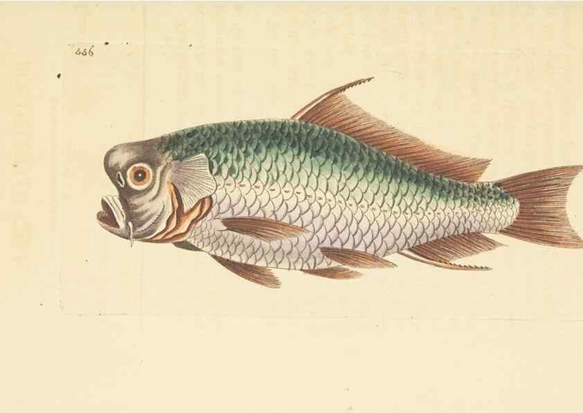 Reproducción/Reproduction 30194010873: The naturalist's miscellany, or Coloured figures of natural objects. London :Printed for Nodder & Co.,1789-1813