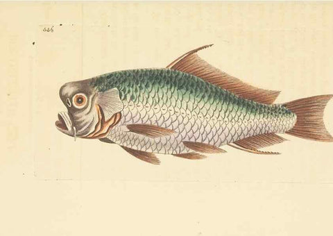 Reproducción/Reproduction 30194010873: The naturalist's miscellany, or Coloured figures of natural objects. London :Printed for Nodder & Co.,1789-1813