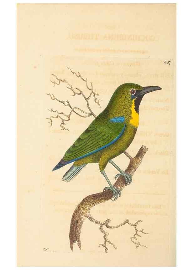 Reproducción/Reproduction 30741145351: The naturalist's miscellany, or Coloured figures of natural objects. London :Printed for Nodder & Co.,1789-1813