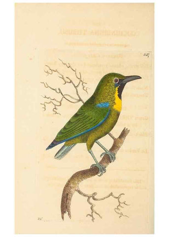 Reproducción/Reproduction 30741145351: The naturalist's miscellany, or Coloured figures of natural objects. London :Printed for Nodder & Co.,1789-1813