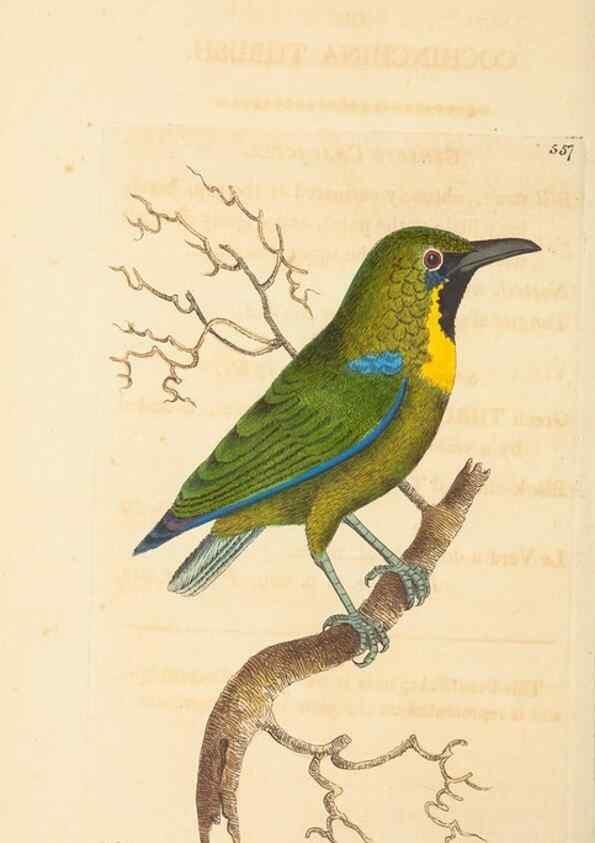 Reproducción/Reproduction 30741145351: The naturalist's miscellany, or Coloured figures of natural objects. London :Printed for Nodder & Co.,1789-1813