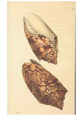 Reproducción/Reproduction 30197275354: The naturalist's miscellany, or Coloured figures of natural objects. London :Printed for Nodder & Co.,1789-1813