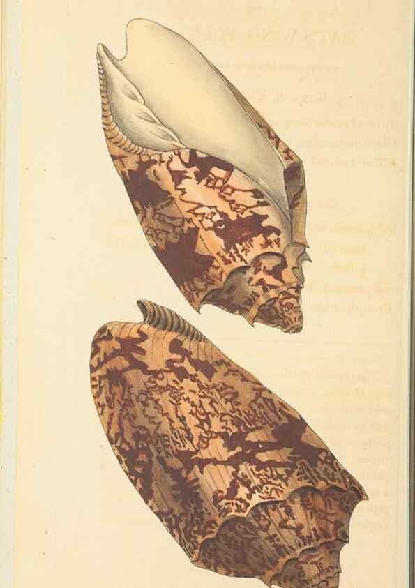 Reproducción/Reproduction 30197275354: The naturalist's miscellany, or Coloured figures of natural objects. London :Printed for Nodder & Co.,1789-1813