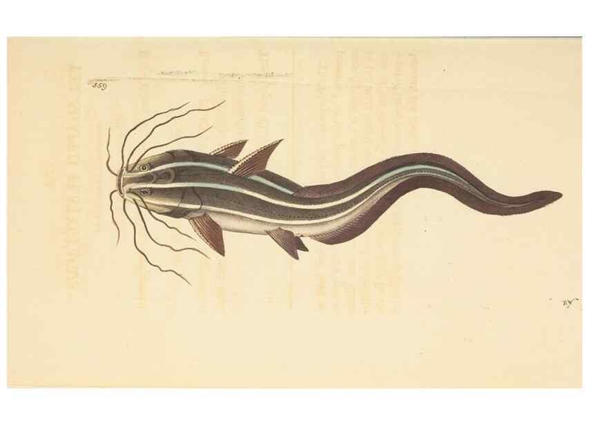 Reproducción/Reproduction 30741153541: The naturalist's miscellany, or Coloured figures of natural objects. London :Printed for Nodder & Co.,1789-1813