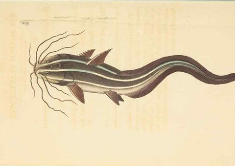 Reproducción/Reproduction 30741153541: The naturalist's miscellany, or Coloured figures of natural objects. London :Printed for Nodder & Co.,1789-1813