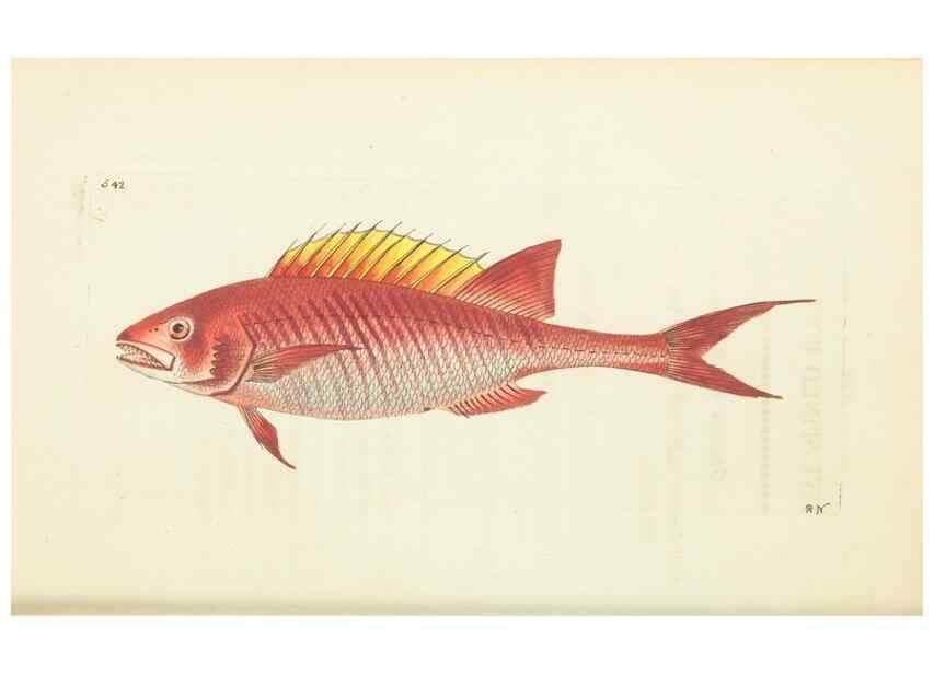 Reproducción/Reproduction 30741096111: The naturalist's miscellany, or Coloured figures of natural objects. London :Printed for Nodder & Co.,1789-1813