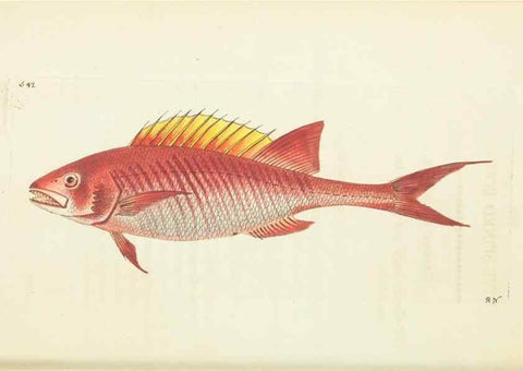 Reproducción/Reproduction 30741096111: The naturalist's miscellany, or Coloured figures of natural objects. London :Printed for Nodder & Co.,1789-1813