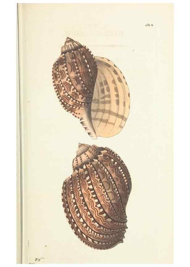 Reproducción/Reproduction 30193987423: The naturalist's miscellany, or Coloured figures of natural objects. London :Printed for Nodder & Co.,1789-1813
