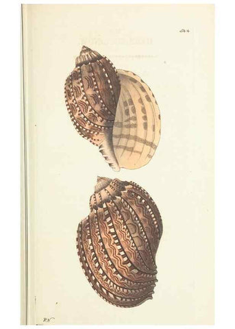 Reproducción/Reproduction 30193987423: The naturalist's miscellany, or Coloured figures of natural objects. London :Printed for Nodder & Co.,1789-1813