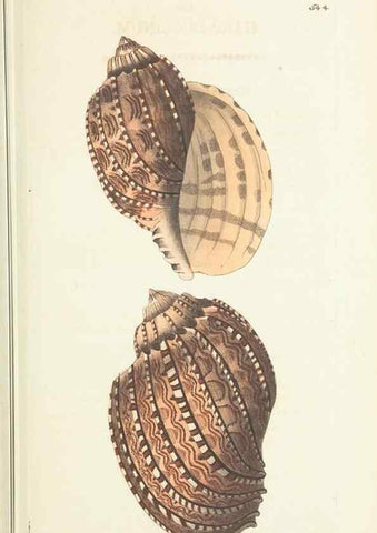 Reproducción/Reproduction 30193987423: The naturalist's miscellany, or Coloured figures of natural objects. London :Printed for Nodder & Co.,1789-1813