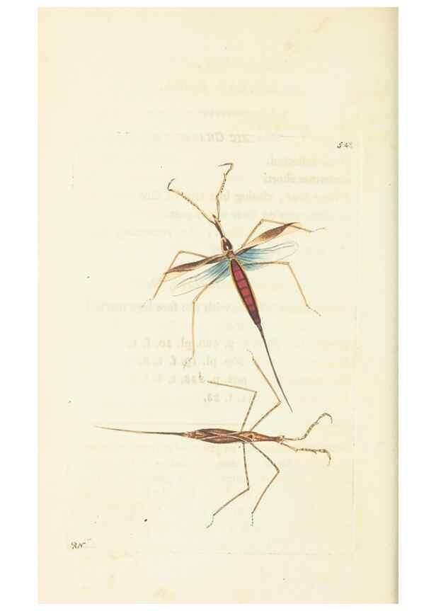 Reproducción/Reproduction 30528030080: The naturalist's miscellany, or Coloured figures of natural objects. London :Printed for Nodder & Co.,1789-1813