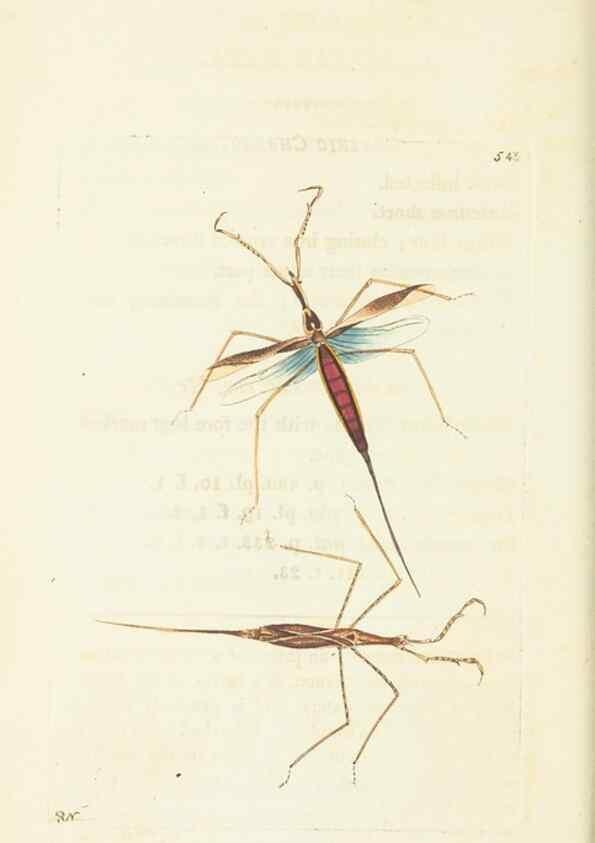 Reproducción/Reproduction 30528030080: The naturalist's miscellany, or Coloured figures of natural objects. London :Printed for Nodder & Co.,1789-1813