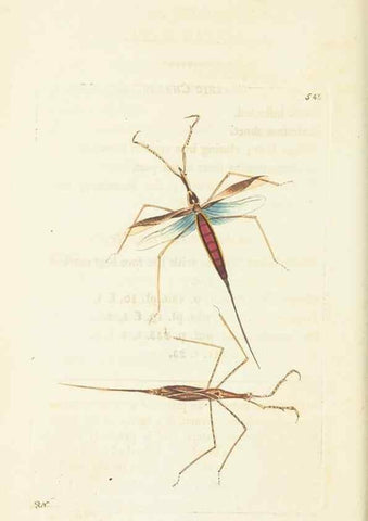 Reproducción/Reproduction 30528030080: The naturalist's miscellany, or Coloured figures of natural objects. London :Printed for Nodder & Co.,1789-1813