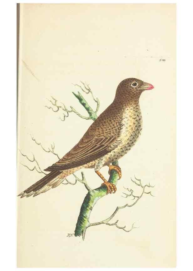Reproducción/Reproduction 30741083471: The naturalist's miscellany, or Coloured figures of natural objects. London :Printed for Nodder & Co.,1789-1813
