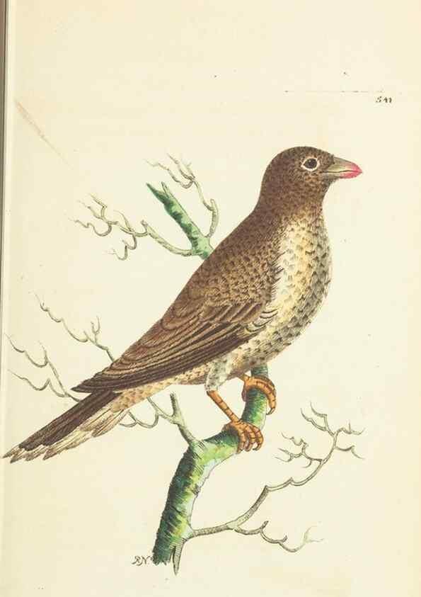 Reproducción/Reproduction 30741083471: The naturalist's miscellany, or Coloured figures of natural objects. London :Printed for Nodder & Co.,1789-1813