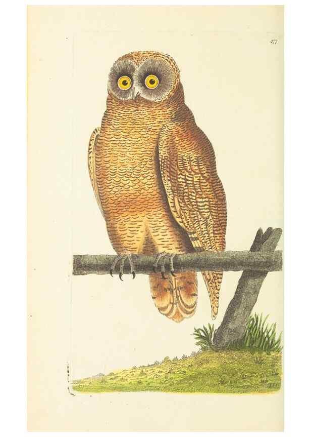 Reproducción/Reproduction 30792005196: The naturalist's miscellany, or Coloured figures of natural objects. London :Printed for Nodder & Co.,1789-1813