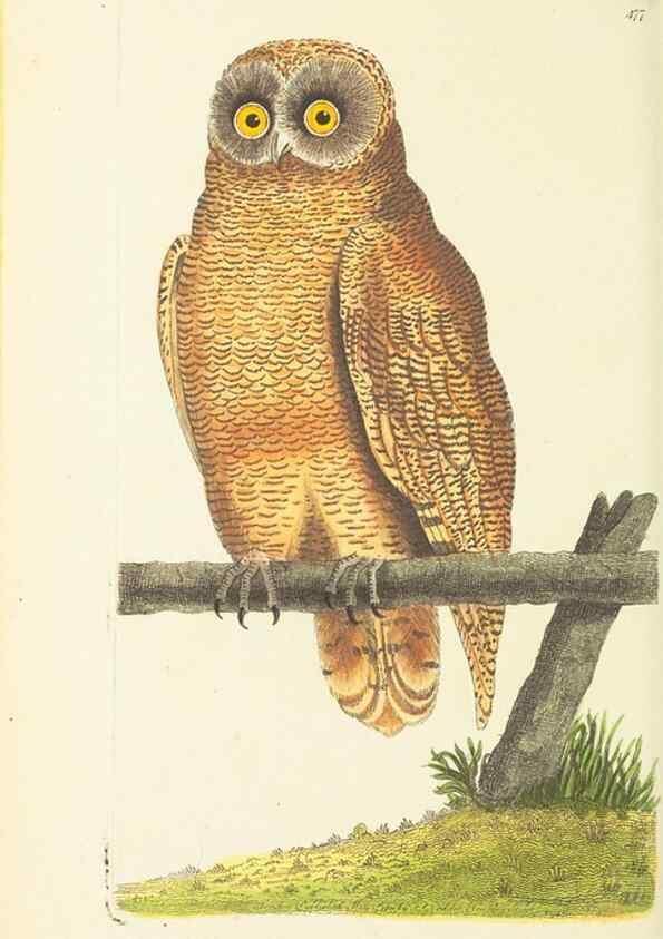 Reproducción/Reproduction 30792005196: The naturalist's miscellany, or Coloured figures of natural objects. London :Printed for Nodder & Co.,1789-1813