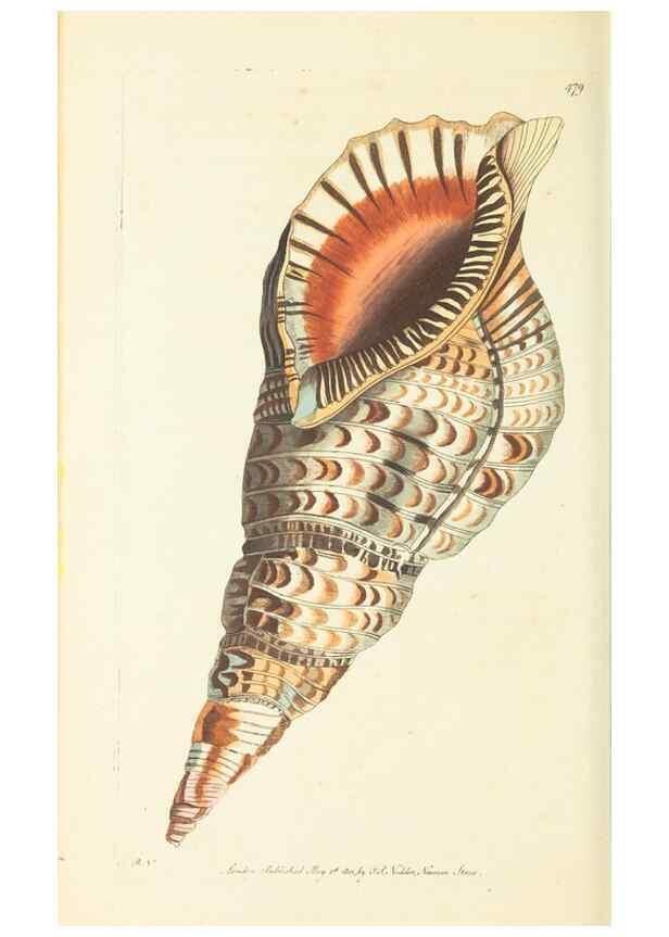 Reproducción/Reproduction 30828655025: The naturalist's miscellany, or Coloured figures of natural objects. London :Printed for Nodder & Co.,1789-1813