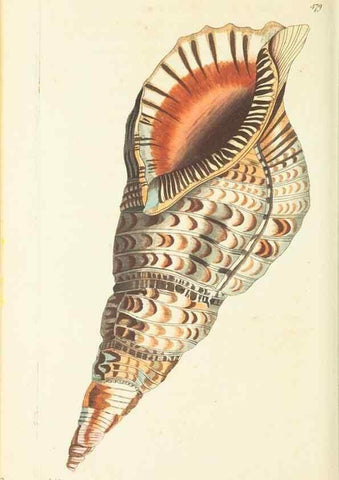 Reproducción/Reproduction 30828655025: The naturalist's miscellany, or Coloured figures of natural objects. London :Printed for Nodder & Co.,1789-1813