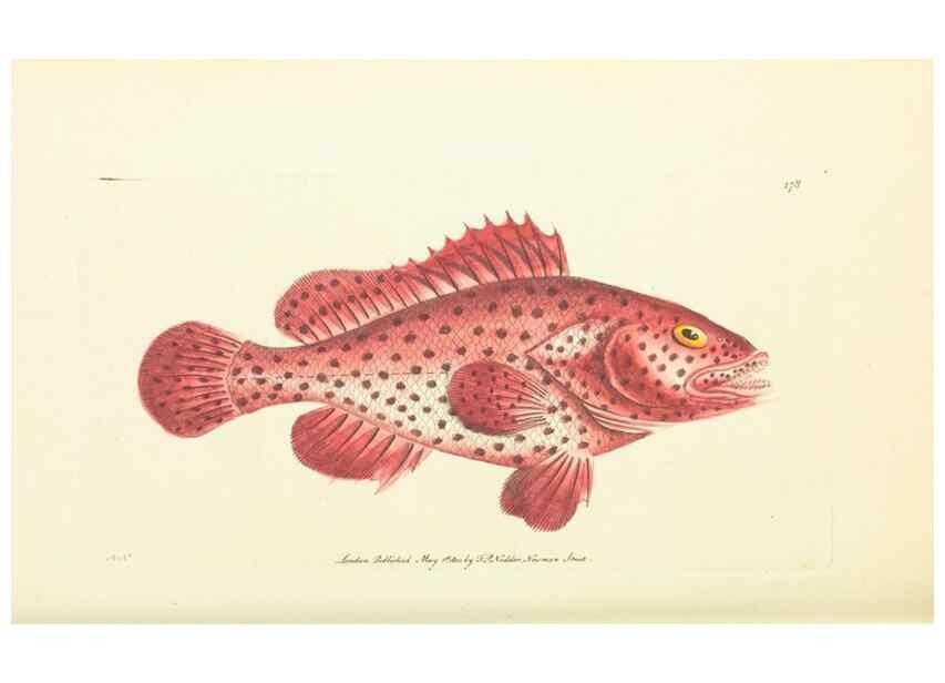 Reproducción/Reproduction 30196901734: The naturalist's miscellany, or Coloured figures of natural objects. London :Printed for Nodder & Co.,1789-1813