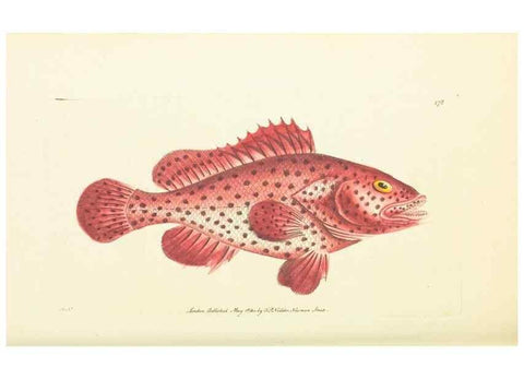 Reproducción/Reproduction 30196901734: The naturalist's miscellany, or Coloured figures of natural objects. London :Printed for Nodder & Co.,1789-1813