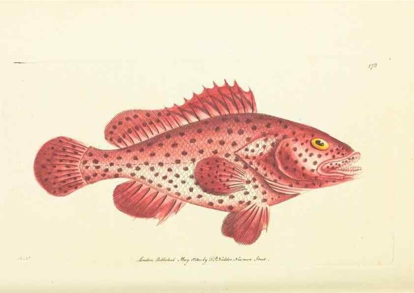 Reproducción/Reproduction 30196901734: The naturalist's miscellany, or Coloured figures of natural objects. London :Printed for Nodder & Co.,1789-1813