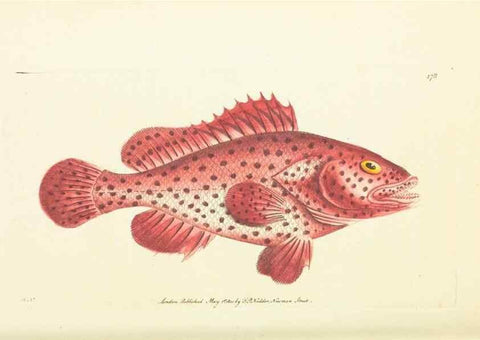 Reproducción/Reproduction 30196901734: The naturalist's miscellany, or Coloured figures of natural objects. London :Printed for Nodder & Co.,1789-1813