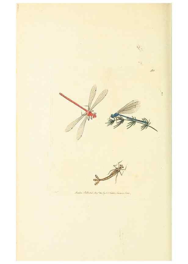 Reproducción/Reproduction 30527712920: The naturalist's miscellany, or Coloured figures of natural objects. London :Printed for Nodder & Co.,1789-1813