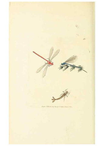Reproducción/Reproduction 30527712920: The naturalist's miscellany, or Coloured figures of natural objects. London :Printed for Nodder & Co.,1789-1813