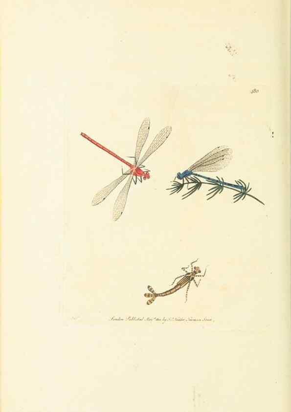 Reproducción/Reproduction 30527712920: The naturalist's miscellany, or Coloured figures of natural objects. London :Printed for Nodder & Co.,1789-1813