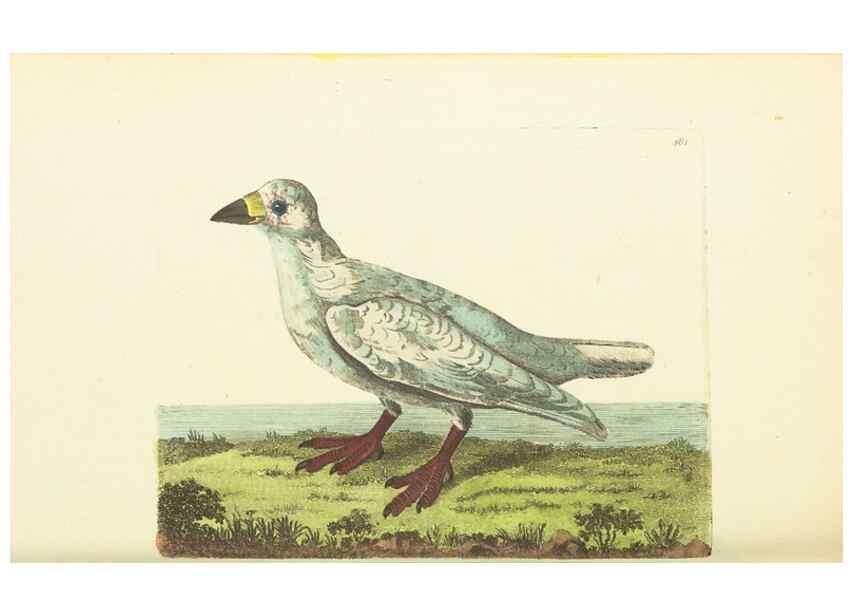 Reproducción/Reproduction 30792018696: The naturalist's miscellany, or Coloured figures of natural objects. London :Printed for Nodder & Co.,1789-1813