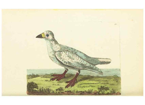 Reproducción/Reproduction 30792018696: The naturalist's miscellany, or Coloured figures of natural objects. London :Printed for Nodder & Co.,1789-1813