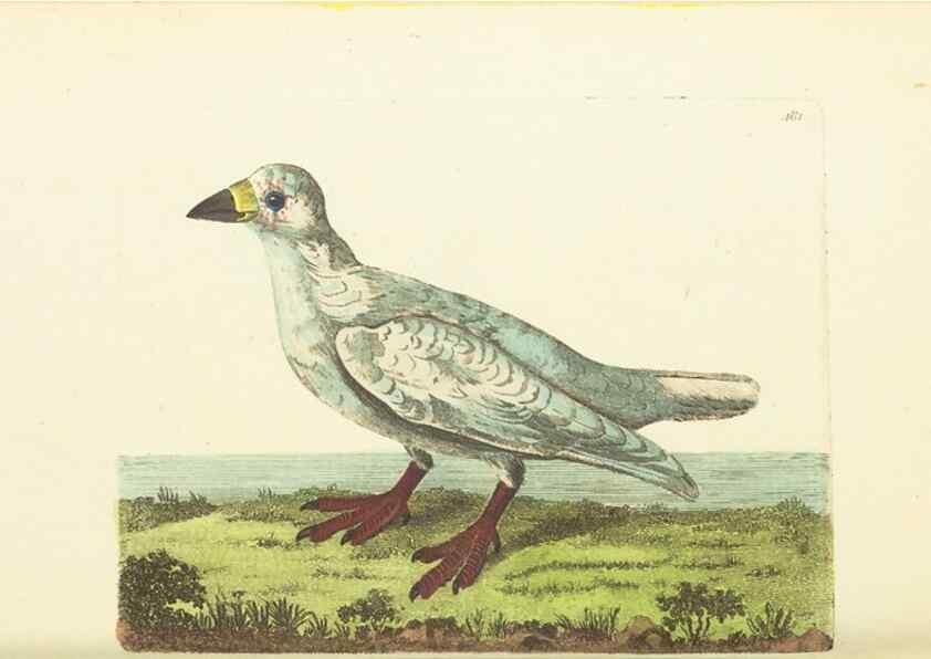 Reproducción/Reproduction 30792018696: The naturalist's miscellany, or Coloured figures of natural objects. London :Printed for Nodder & Co.,1789-1813