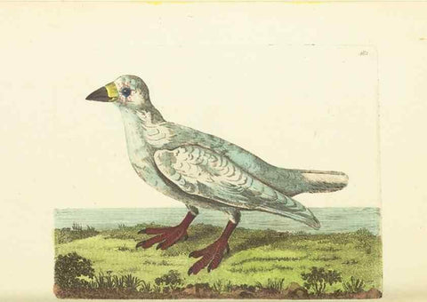 Reproducción/Reproduction 30792018696: The naturalist's miscellany, or Coloured figures of natural objects. London :Printed for Nodder & Co.,1789-1813
